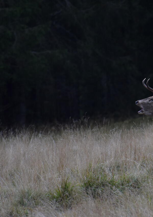 Ascolta il Bramito del Cervo