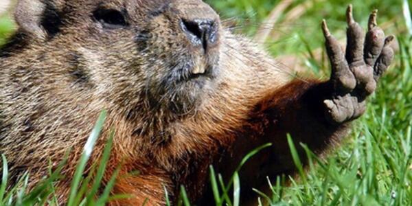 Il giorno della Marmotta