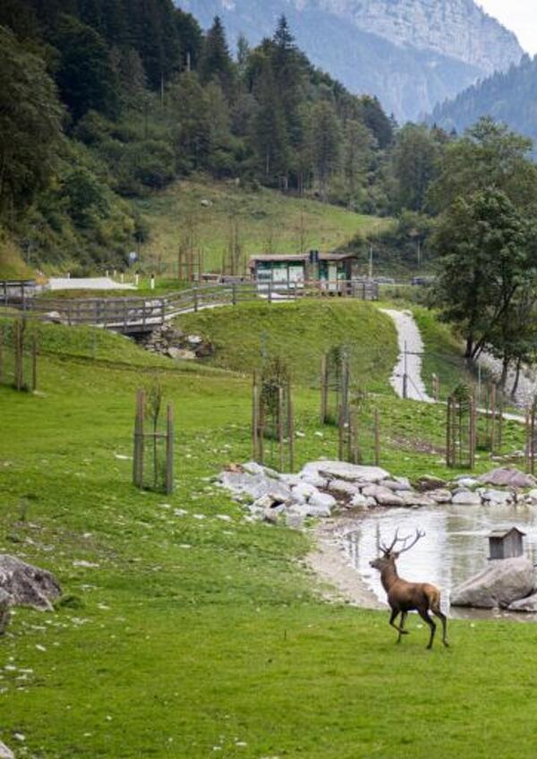 Il Re del bosco