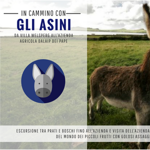 In cammino con gli asini