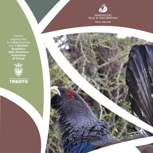 Conoscere per gestire meglio: ricerca, conservazione e gestione del Gallo cedrone sulle Alpi italiane