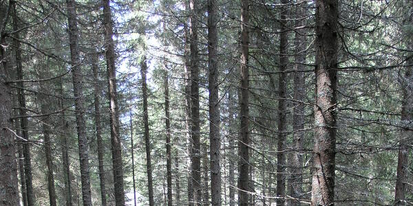 Passeggiando nella Foresta che suona (Paneveggio)