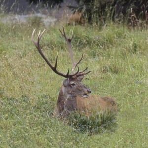 Ascolta il bramito del cervo