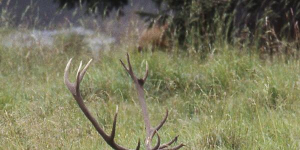 Ascolta il bramito del cervo