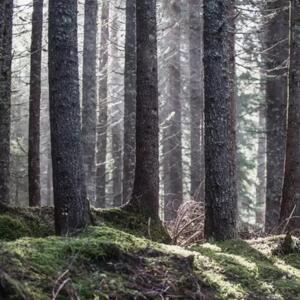 Alla scoperta di Paneveggio, la Foresta che Suona