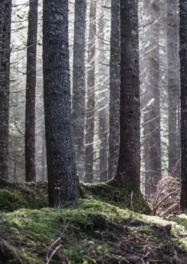 Alla scoperta di Paneveggio, la Foresta che Suona