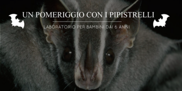 Un pomeriggio con i pipistrelli 