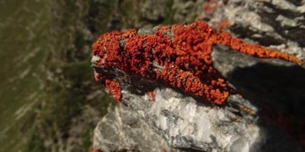 Alla scoperta del misterioso mondo dei licheni