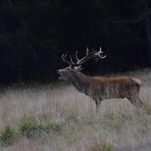 Ascolta il Bramito del Cervo