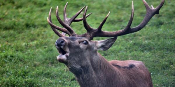 Ascolta il Bramito del Cervo