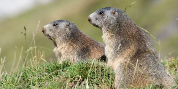 Le Marmotte, sentinelle della Val Venegia