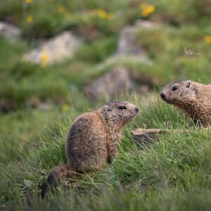La vita sociale delle marmotte