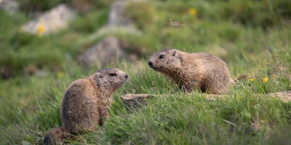 La vita sociale delle marmotte