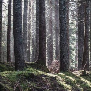 Vita tra gli Alberi