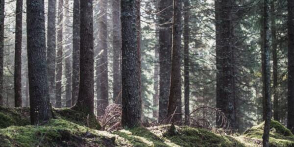 Vita tra gli Alberi