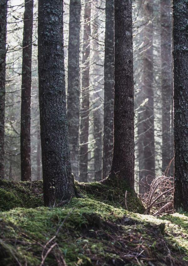 Vita tra gli Alberi