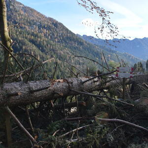 Nella Foresta degli Abeti che Suonano